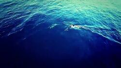 Dolphins Stock Footage