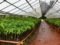 rubber tree in nursery Stock Footage