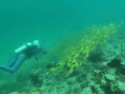 Diver filming Yellowtails, along reef, Borneo, Malaysia, Southeast Asia Stock Footage