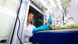 Biofuel - Biology Lab Stock Footage