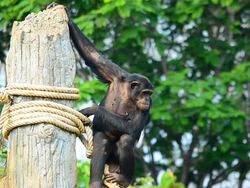 Chimpanzee Stock Footage