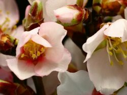 Pink Almond Flower Blooming in macro shot Stock Footage