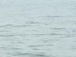 Dolphins Stock Footage