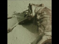 SYND 22-12-73 DROUGHT STRICKEN AREA  AND INTERVIEW WITH FAO EXPERT ON WORLD'S FOOD SUPPLY News Clip