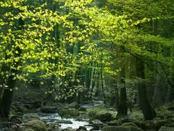 Small Creek Flowing Through Sunny Forest (4K/UHD to HD) Stock Footage