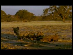 MS Family of Spotted Hyenas (Crocuta crocuta) resting in shade, Botswana Stock Footage