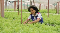 HD : Gardener checking leaf of Hydroponic Vegetable Stock Footage