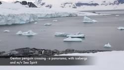 Antarctica, Antarctic Peninsula - Cuverville Island Instructional Video