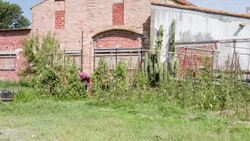 Senior man picking tomatoes in his allotment Stock Footage