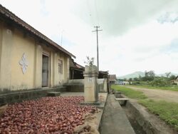 Senior woman putting onion into basket, Malshej Ghat, Maharashtra, India Stock Footage