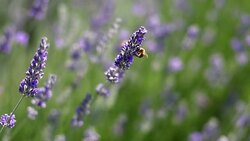 Lavender field Stock Footage
