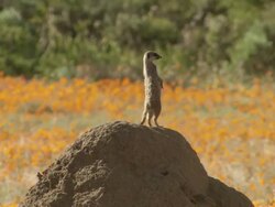 WS View of Single meerkat standing on termite mound in vast field of daisies and observing / Namaqualand, Northern Cape, South Africa Stock Footage