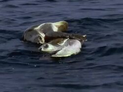 MS Olive Ridley turtles mating on surface of ocean / Guanacaste, Costa Rica Stock Footage
