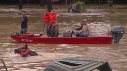Raw: Horse Rescued From Texas Flood News Clip