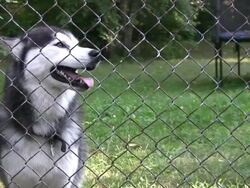 Siberian (Alaskan) Husky Stock Footage