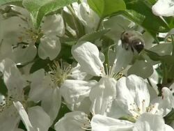 Honey bee pollinating HD Stock Footage