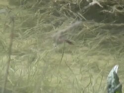 Mating dragonflies Stock Footage