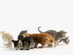 Looking Cats Stock Footage