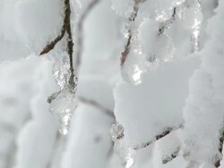 CU Heavy snow covering branches of tree / Saarburg, Rhineland-Palatinate, Germany Stock Footage