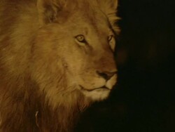 MS Lions walking at night / Okavango Delta, North West District, Botswana Stock Footage
