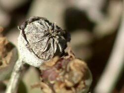 CU Shot of Flower or seed capsule of a vygie / Namaqualand, Northern Cape, South Africa Stock Footage