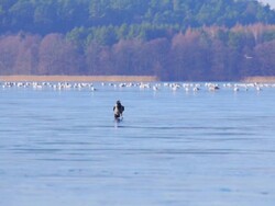 Bird walking on the ice Stock Footage