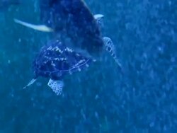 Green sea turtle Stock Footage