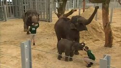 Queen and Prince Philip visit elephant enclosure News Clip