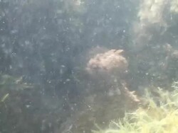 Common octopus in the shadows Stock Footage