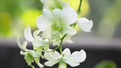 orchids Stock Footage
