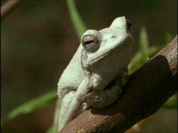 CU White Tree Frog (Chiromantis xerampelina) on branch, East Africa Stock Footage