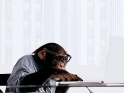 Chimp Laptop Serious Stock Footage