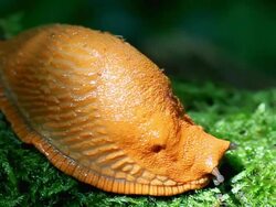 Shaking and breathing slug Stock Footage