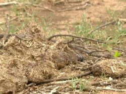 WS Shot of flightless dung beetle crawling out from elephant dung onto ground over and through dried branches / Port Elizabeth, Eastern Cape, South Africa Stock Footage