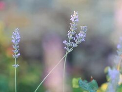 HD: Close up of violet Lavenders Flowers Stock Footage