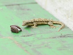 Lizard eats cookie Stock Footage