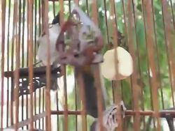 Red-whiskered Bulbul in the birdcage. Stock Footage