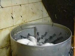 Machine Pluck Chicken Stock Footage