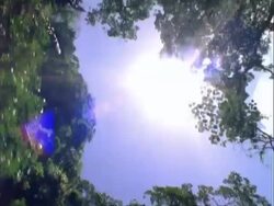 Track along, looking up at trees and sun in sky, Panama. Stock Footage