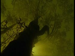 MS Low angle underwater view of flooded forest, South America Stock Footage