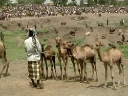 Ethiopian camel market Stock Footage
