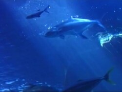 Yellowfin tuna fish Stock Footage