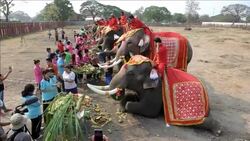 VOICED : Dia del Elefante en Tailandia News Clip