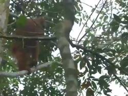 MS Grey reef shark silhouetted / Bukit Lawang, North Sumatra, Indonesia Stock Footage
