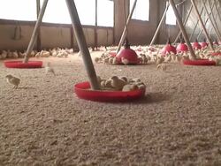 Chicken farm Stock Footage