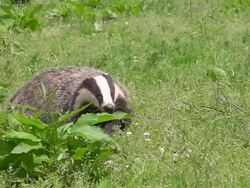 MS TS SLO MO Shot of European Badger, meles meles, Adult running, Normandy / Calvados, Normandy, France Stock Footage