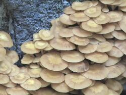 Mushrooms and mosquito Stock Footage