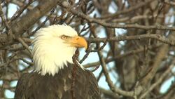 A bald eagle perches in a leafless tree and looks around. Stock Footage