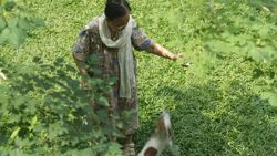 Asian senior woman standing to feed her dog Stock Footage