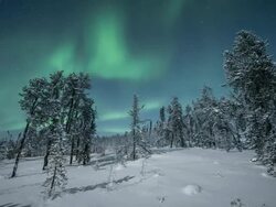 MS PAN T/L View of aurora with frost covered trees / Yellowknife, Northwest Territories, Canada  Stock Footage